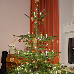 Weihnachtsbaum